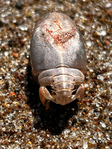 iNaturalist observation photo of Pacific Sand Crab