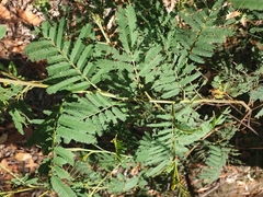 Acacia irrorata