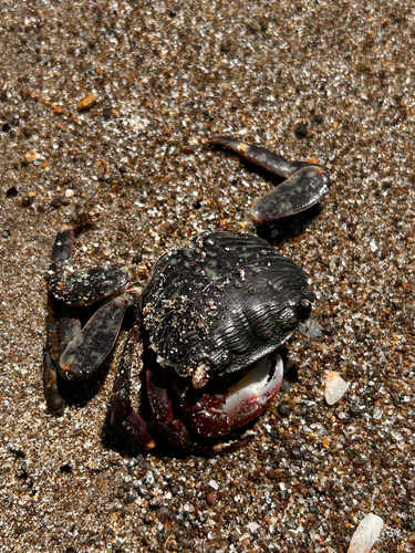 iNaturalist observation photo of Striped Shore Crab
