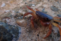 Cyclograpsus audouinii