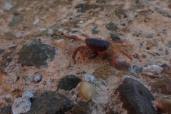 Cyclograpsus audouinii