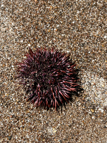 iNaturalist observation photo of Pacific Purple Sea Urchin