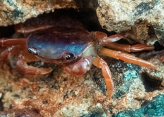 Cyclograpsus audouinii