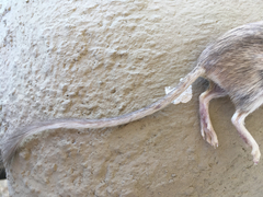 Chaetodipus