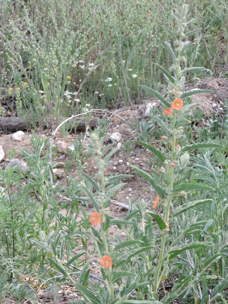 narrowleaf globemallow from DunbarManhattan Heights, Lubbock, TX, USA
