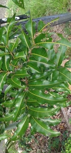 Elattostachys apetala observed 2026-06-20