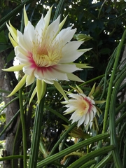 Selenicereus spinulosus