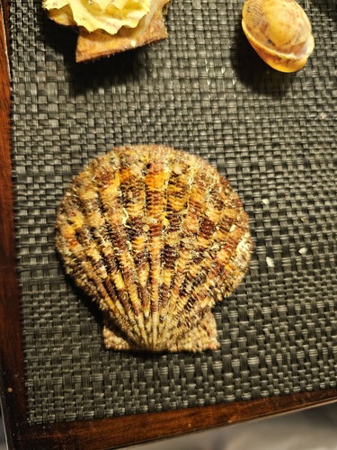 Gloripallium pallium observed 2026-06-21