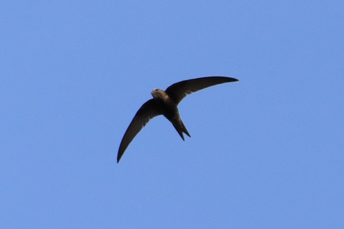 Common Swift
