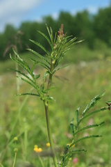 Sanguisorba parviflora