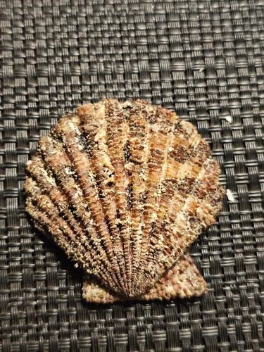 Gloripallium pallium observed 2026-06-21