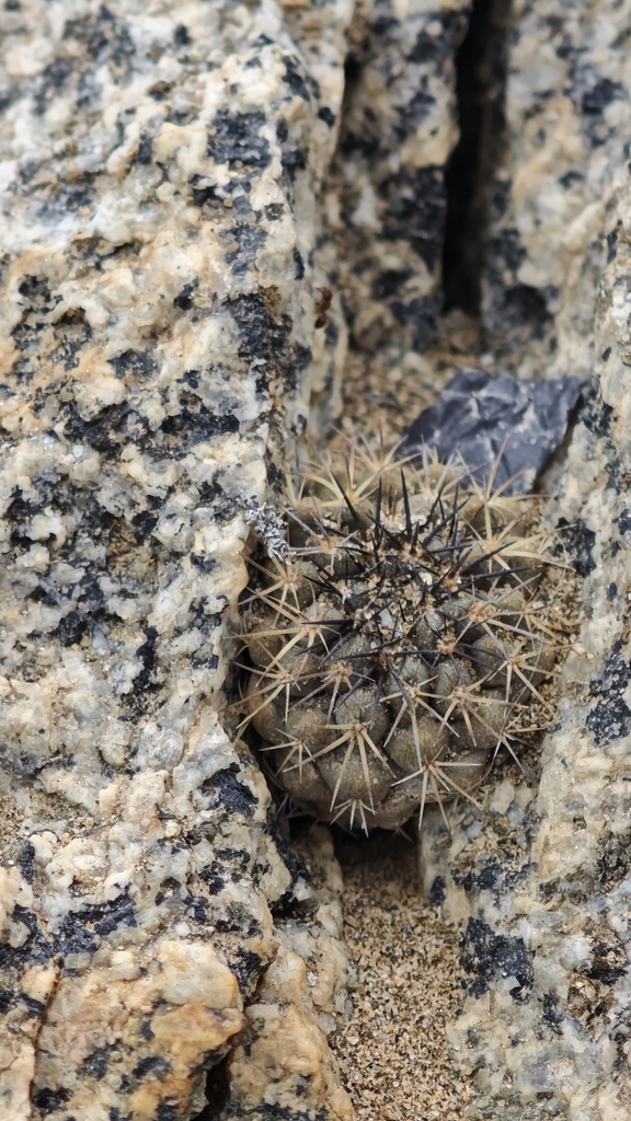 Eriosyce calderana