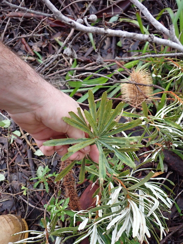 Banksia seminuda, photograph 6