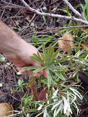 Banksia seminuda, photograph (c) Em Lamond, some rights reserved (CC BY)