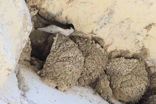 Western House Martin