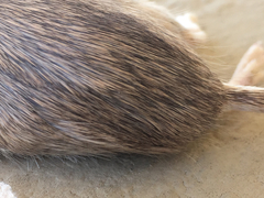 Chaetodipus