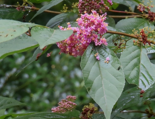 Callicarpa japonica, photograph 6