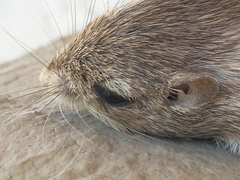 Chaetodipus