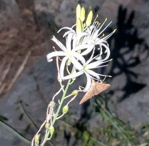 iNaturalist observation photo of Mecyna mustelinalis