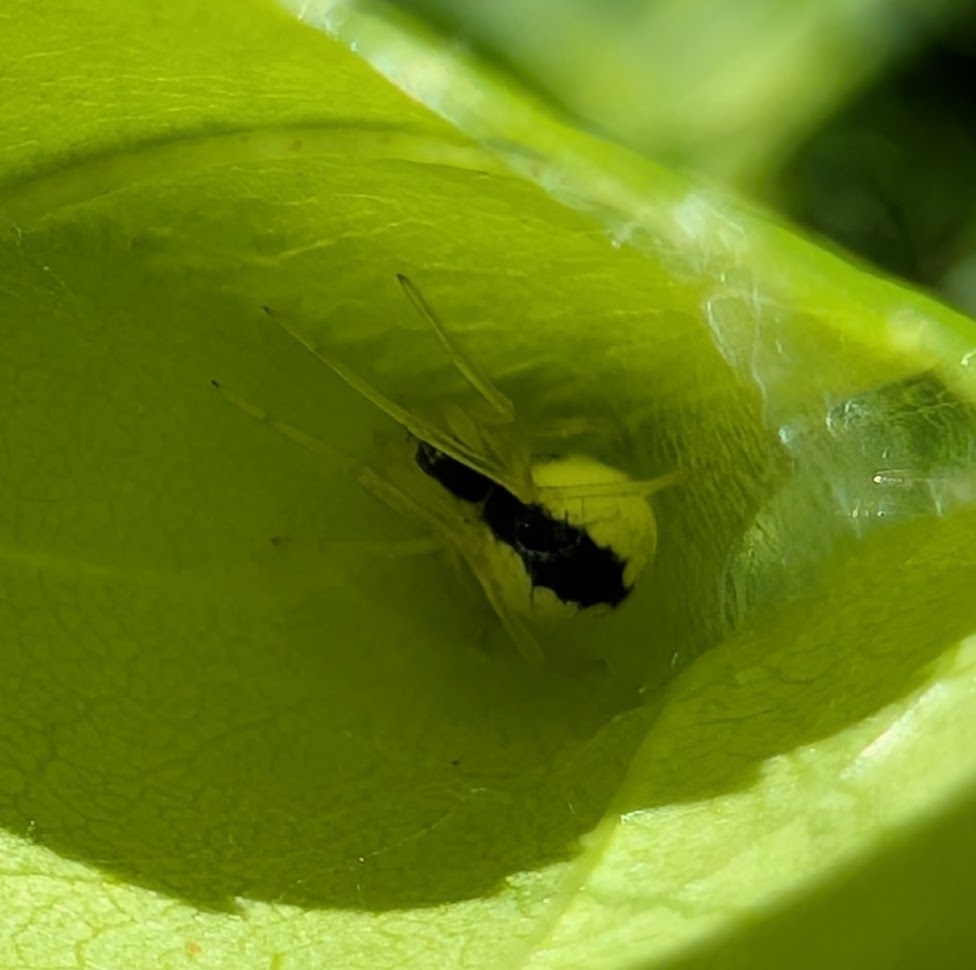 Eastern Long-legged Cobweaver