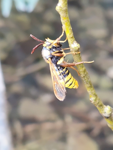 Hornet Moth