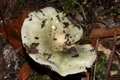 Russula viridis