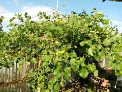 Cordia lutea