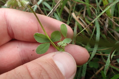 Trifolium carolinianum