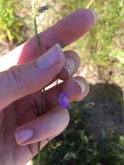 Neogaerrhinum strictum