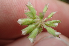 Trifolium carolinianum