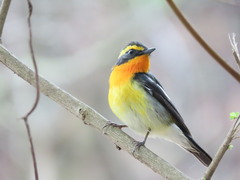 Ficedula