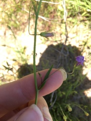 Neogaerrhinum strictum