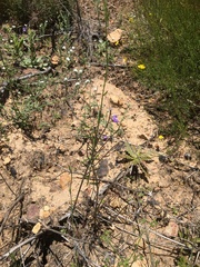 Neogaerrhinum strictum