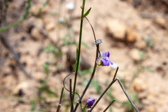 Neogaerrhinum strictum