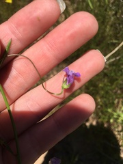 Neogaerrhinum strictum