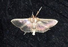 Apilocrocis brumalis