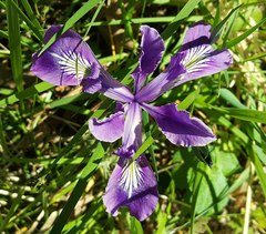 Iris tenax tenax