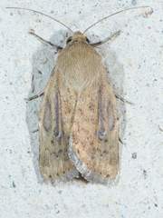 Heliocheilus paradoxus