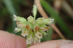 Trifolium carolinianum