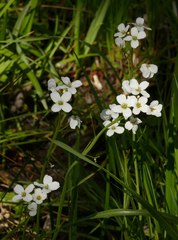 Cardamine penduliflora