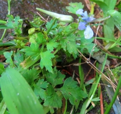 Delphinium anthriscifolium