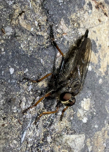iNaturalist observation photo of Bentbristles