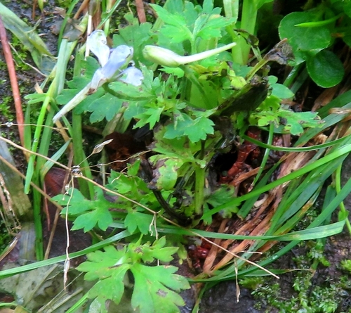 Delphinium anthriscifolium, photograph 1