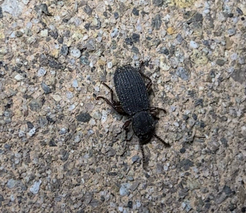 iNaturalist observation photo of Eulabis bicarinata