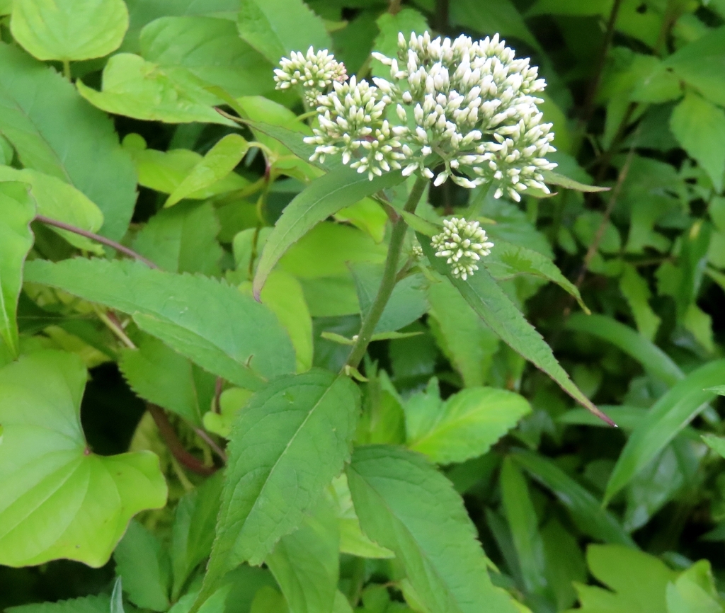Tổ mạ – Eupatorium chinense
