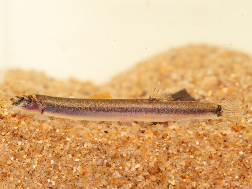 Peper-kuhli (Pangio piperata) — Cobitidae — 4