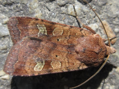 Diarsia canescens Butler, 1878