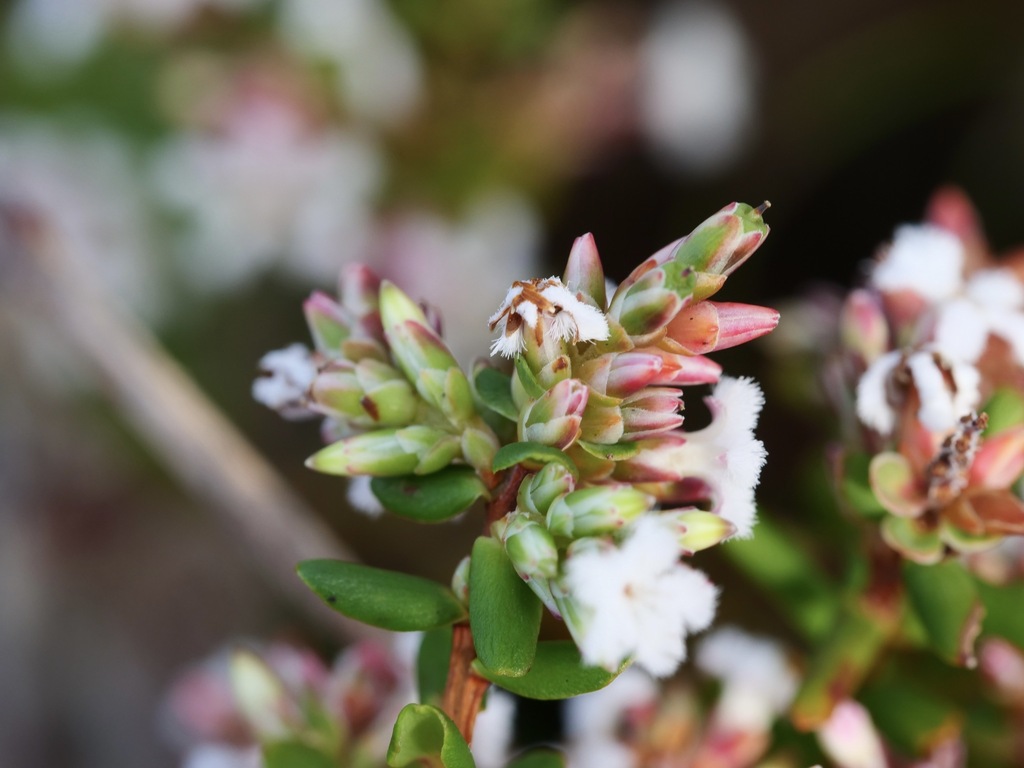 Leucopogon rubricaulis