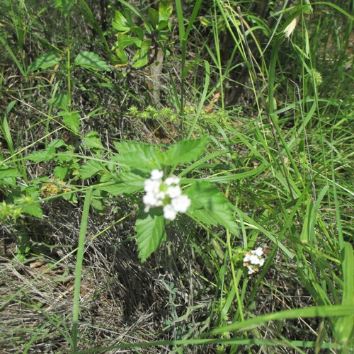Lantana achyranthifolia, photograph 5