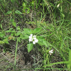 (c) Ricardo Jaimes-López, some rights reserved (CC BY) Lantana achyranthifolia, photograph (c) Ricardo Jaimes-López, some rights reserved (CC BY)